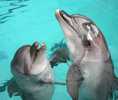 Каталог Купание с дельфинами  из Витебска и любой точки мира. Продажа туров по низким ценам в Витебске и Беларуси